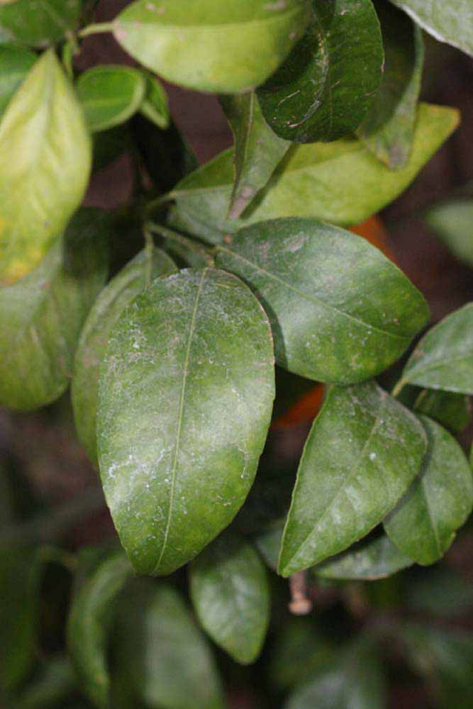              Shade leaves (Riverside, CA)       